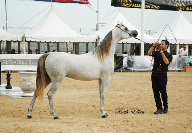 2015 MENTON ARABIAN HORSE CHAMPIONSHIPS