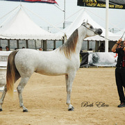 2015 MENTON ARABIAN HORSE CHAMPIONSHIPS