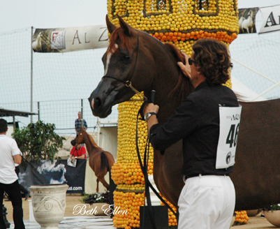 2015 MENTON ARABIAN HORSE CHAMPIONSHIPS