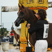 2015 MENTON ARABIAN HORSE CHAMPIONSHIPS