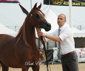 2015 MENTON ARABIAN HORSE CHAMPIONSHIPS