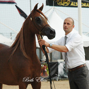 2015 MENTON ARABIAN HORSE CHAMPIONSHIPS