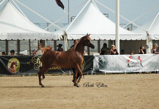 2015 MENTON ARABIAN HORSE CHAMPIONSHIPS