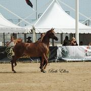 2015 MENTON ARABIAN HORSE CHAMPIONSHIPS