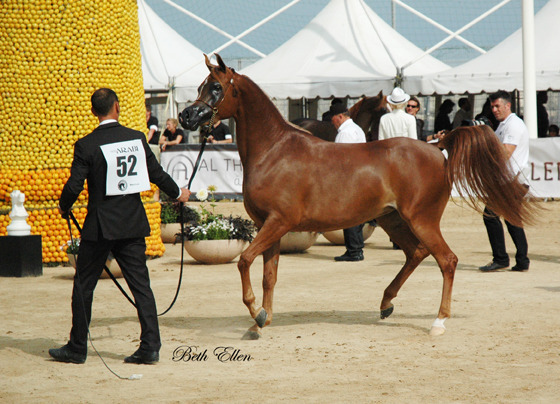 2015 MENTON ARABIAN HORSE CHAMPIONSHIPS
