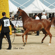 2015 MENTON ARABIAN HORSE CHAMPIONSHIPS