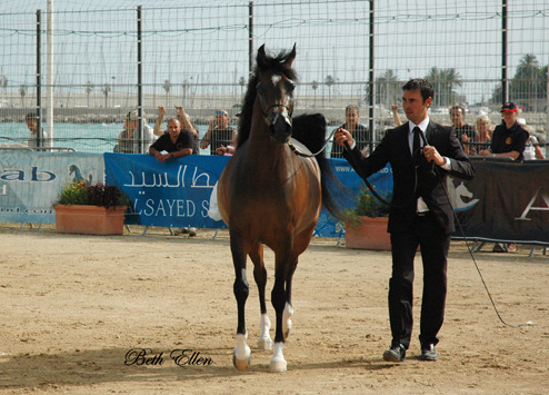 2015 MENTON ARABIAN HORSE CHAMPIONSHIPS
