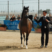 2015 MENTON ARABIAN HORSE CHAMPIONSHIPS