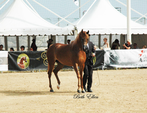 2015 MENTON ARABIAN HORSE CHAMPIONSHIPS