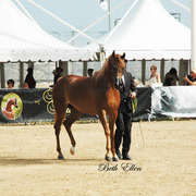 2015 MENTON ARABIAN HORSE CHAMPIONSHIPS