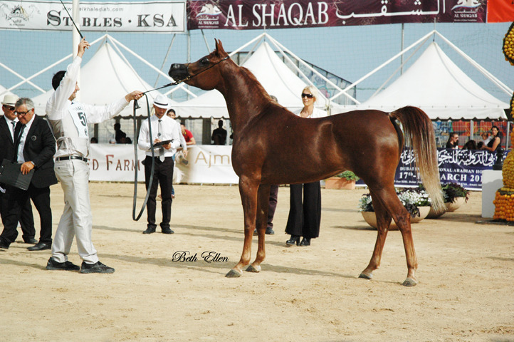 2015 MENTON ARABIAN HORSE CHAMPIONSHIPS