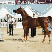 2015 MENTON ARABIAN HORSE CHAMPIONSHIPS