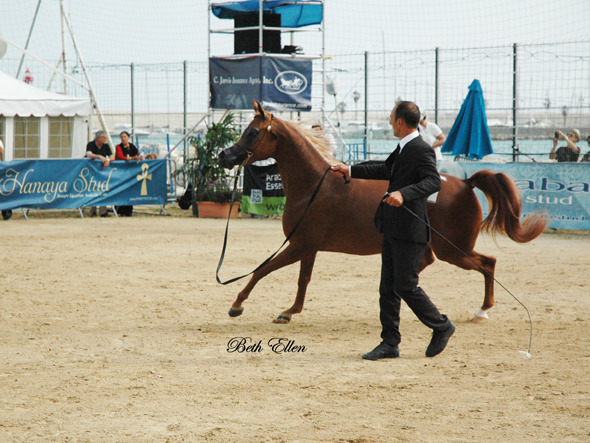 2015 MENTON ARABIAN HORSE CHAMPIONSHIPS