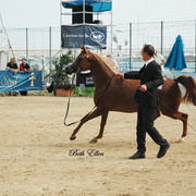 2015 MENTON ARABIAN HORSE CHAMPIONSHIPS