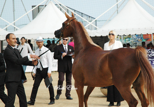 2015 MENTON ARABIAN HORSE CHAMPIONSHIPS