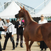 2015 MENTON ARABIAN HORSE CHAMPIONSHIPS