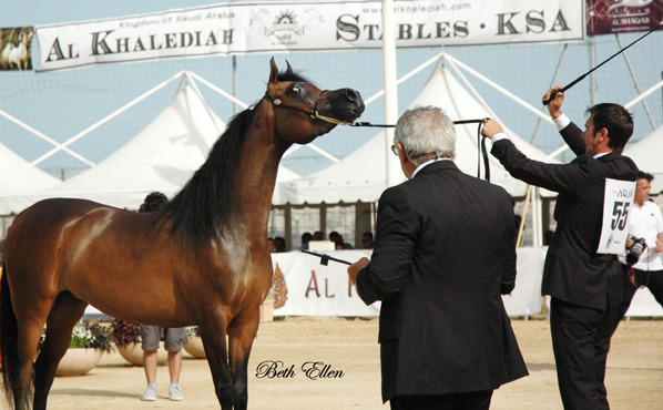 2015 MENTON ARABIAN HORSE CHAMPIONSHIPS