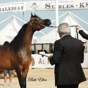 2015 MENTON ARABIAN HORSE CHAMPIONSHIPS