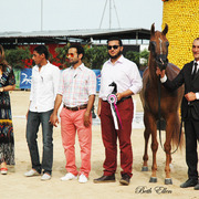 2015 MENTON ARABIAN HORSE CHAMPIONSHIPS