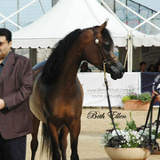 2015 MENTON ARABIAN HORSE CHAMPIONSHIPS