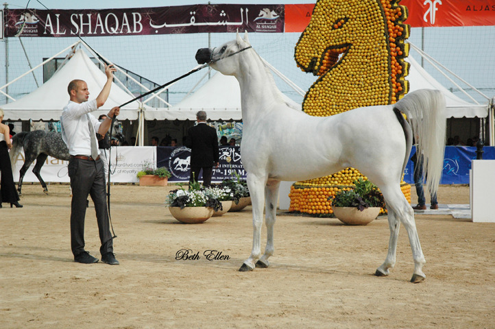2015 MENTON ARABIAN HORSE CHAMPIONSHIPS