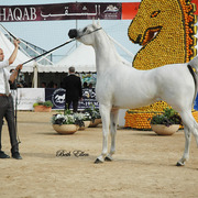 2015 MENTON ARABIAN HORSE CHAMPIONSHIPS