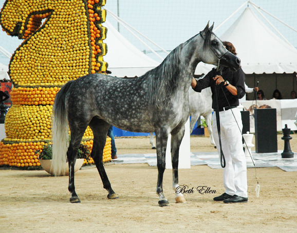 2015 MENTON ARABIAN HORSE CHAMPIONSHIPS