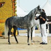 2015 MENTON ARABIAN HORSE CHAMPIONSHIPS