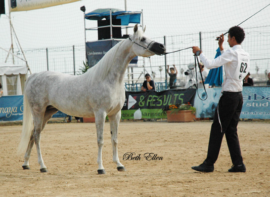 2015 MENTON ARABIAN HORSE CHAMPIONSHIPS
