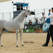 2015 MENTON ARABIAN HORSE CHAMPIONSHIPS