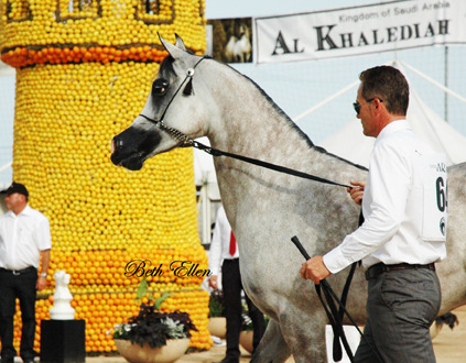 2015 MENTON ARABIAN HORSE CHAMPIONSHIPS