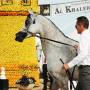 2015 MENTON ARABIAN HORSE CHAMPIONSHIPS