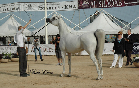 2015 MENTON ARABIAN HORSE CHAMPIONSHIPS
