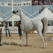 2015 MENTON ARABIAN HORSE CHAMPIONSHIPS