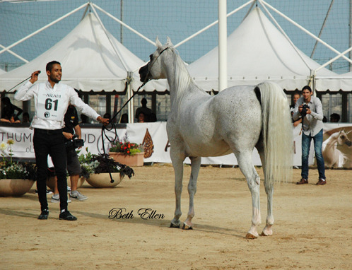 2015 MENTON ARABIAN HORSE CHAMPIONSHIPS