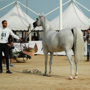 2015 MENTON ARABIAN HORSE CHAMPIONSHIPS
