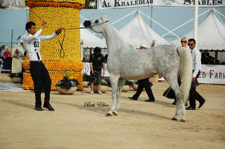 2015 MENTON ARABIAN HORSE CHAMPIONSHIPS