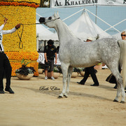 2015 MENTON ARABIAN HORSE CHAMPIONSHIPS