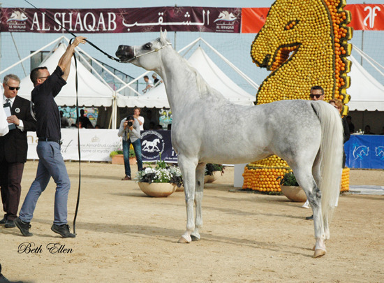 2015 MENTON ARABIAN HORSE CHAMPIONSHIPS