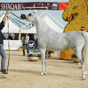 2015 MENTON ARABIAN HORSE CHAMPIONSHIPS