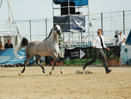 2015 MENTON ARABIAN HORSE CHAMPIONSHIPS