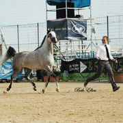 2015 MENTON ARABIAN HORSE CHAMPIONSHIPS