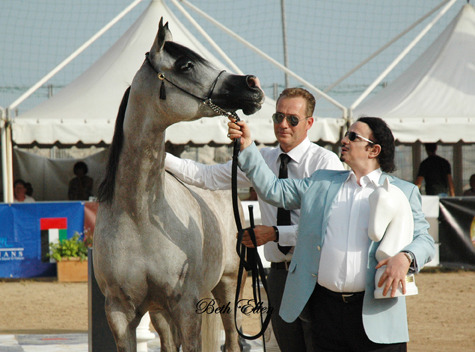 2015 MENTON ARABIAN HORSE CHAMPIONSHIPS