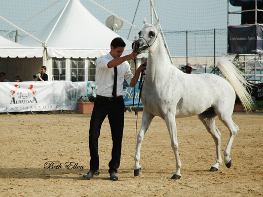 2015 MENTON ARABIAN HORSE CHAMPIONSHIPS