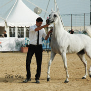 2015 MENTON ARABIAN HORSE CHAMPIONSHIPS