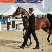 2015 MENTON ARABIAN HORSE CHAMPIONSHIPS
