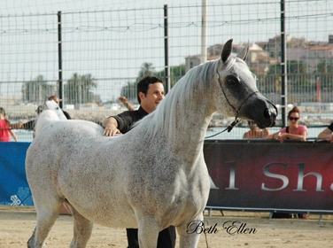 2015 MENTON ARABIAN HORSE CHAMPIONSHIPS