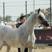 2015 MENTON ARABIAN HORSE CHAMPIONSHIPS