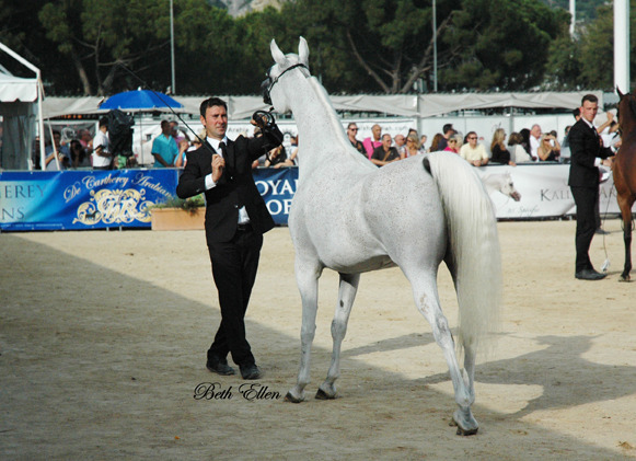 2015 MENTON ARABIAN HORSE CHAMPIONSHIPS
