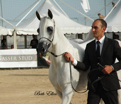 2015 MENTON ARABIAN HORSE CHAMPIONSHIPS